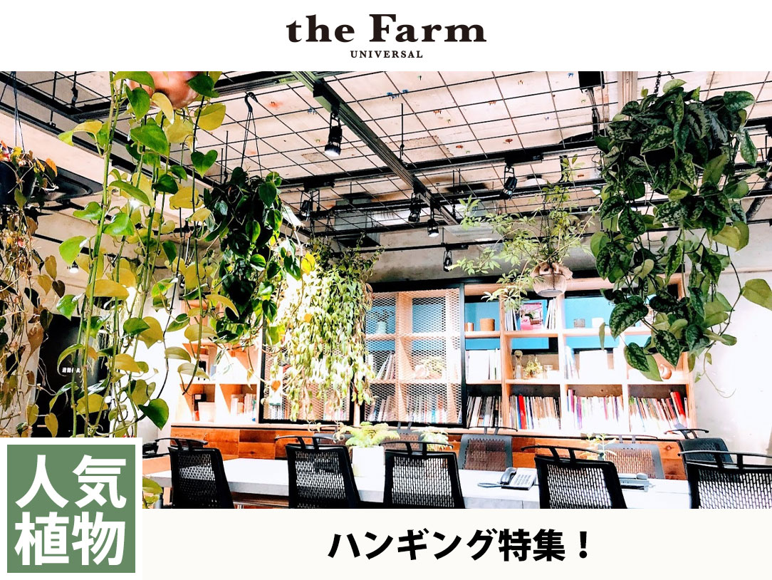 観葉植物 多肉植物 塊根植物の通販 ネットショップ The Farm Universal Online Store